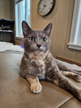 Pollock -  Domestic Short Hair Cat for Adoption in West Mifflin, Pennsylvania - Pollock | PetCurious