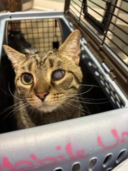 Domestic Short Hair Cats Available for Adoption in Annapolis, Maryland - Groot | PetCurious