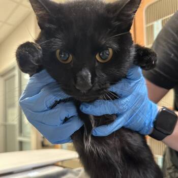 Shallan -  Domestic Short Hair Cat for Adoption in Murray, Utah - Shallan | PetCurious