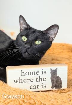 Grayson -  Domestic Short Hair Cat for Adoption in Flint, Michigan - Grayson | PetCurious