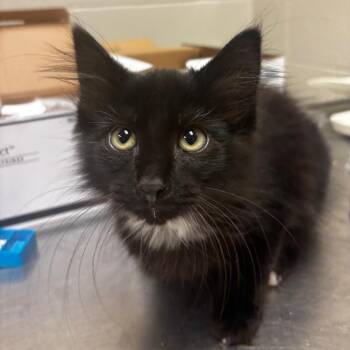Shawn -  Domestic Medium Hair Cat for Adoption in Bristol, Indiana - Shawn | PetCurious