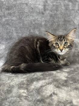 Mellow -  Domestic Medium Hair Cat for Adoption in Buffalo, Minnesota - Mellow | PetCurious