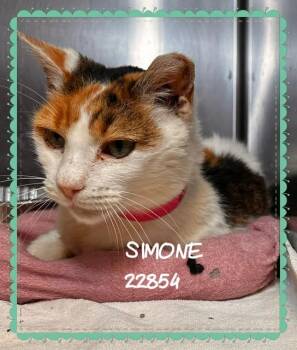 SIMONE -  Domestic Short Hair Cat for Adoption in Marietta, Georgia - SIMONE | PetCurious