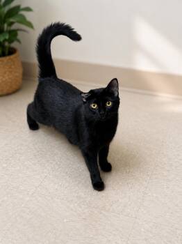 Emmy -  Domestic Short Hair Cat for Adoption in Seminole, Oklahoma - Emmy | PetCurious