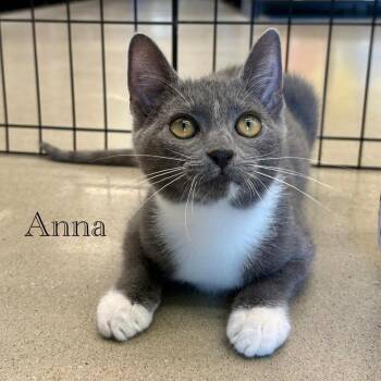Anna -  Domestic Short Hair Cat for Adoption in Hazlet, New Jersey - Anna | PetCurious