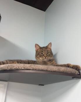 Domestic Short Hair Cats Available for Adoption in Franklin Township, New Jersey - Sorrento | PetCurious