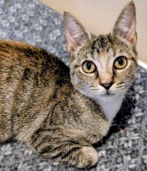 Wren -  Domestic Short Hair Cat for Adoption in Alexandria, Virginia - Wren | PetCurious