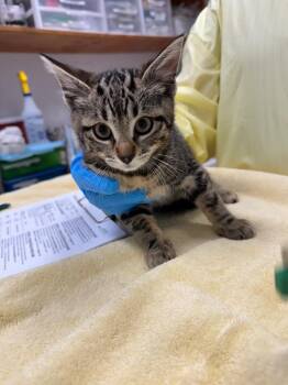 Talia -  Domestic Short Hair Cat Available for Adoption in Grants Pass, Oregon - Talia | PetCurious