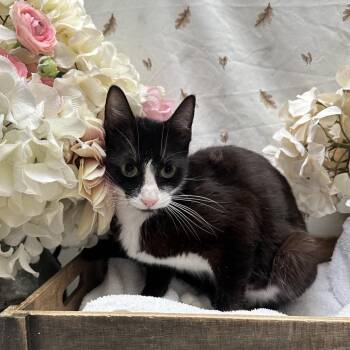 Buttercup -  Domestic Short Hair Cat for Adoption in Newberg, Oregon - Buttercup | PetCurious