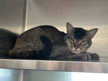 Domestic Short Hair Cats Available for Adoption - Lynx | PetCurious