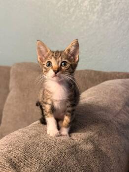 Onyx -  Domestic Short Hair Cat for Adoption in Tampa, Florida - Onyx | PetCurious
