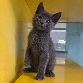 Domestic Short Hair Cats Available for Adoption in Abilene, Texas - Grace | PetCurious