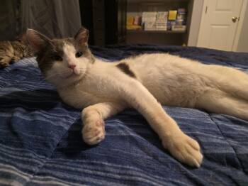 Domestic Short Hair Cats Available for Adoption in Wilmington, North Carolina - Cloud | PetCurious