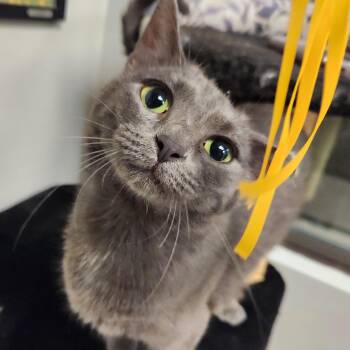 Jelly -  Domestic Short Hair Cat for Adoption in Liberty, Missouri - Jelly | PetCurious