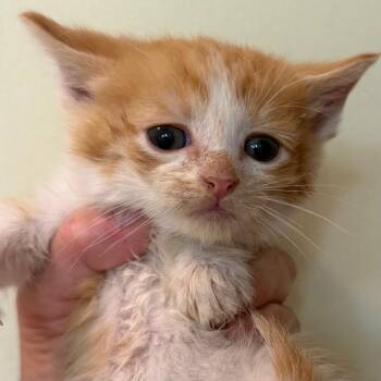 Paprika -  Domestic Short Hair Cat for Adoption in Jefferson City, Tennessee - Paprika | PetCurious