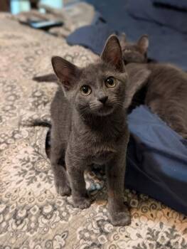 Smiling Jack NC -  Domestic Short Hair Cat for Adoption in Dallas, Texas - Smiling Jack NC | PetCurious