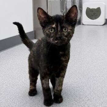 Squeaky -  Domestic Short Hair and Tortoiseshell Cat for Adoption in Orland Hills, Illinois - Squeaky | PetCurious