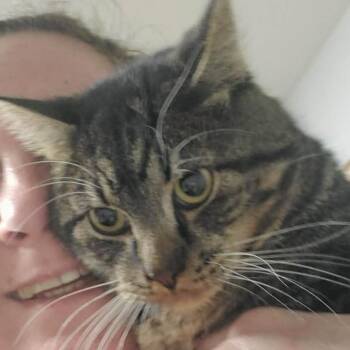 Domestic Short Hair Cats Available for Adoption in Moses Lake, Washington - Ducky Boots | PetCurious