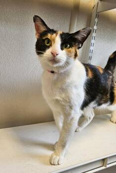 Penny -  Domestic Short Hair Cat for Adoption in Fremont, Ohio - Penny | PetCurious