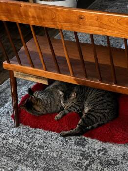 Squirrel & Lobster -  Tabby and Domestic Short Hair Cat for Adoption in Mooresville, North Carolina - Squirrel & Lobster | PetCurious