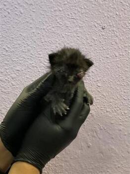 Domestic Short Hair Cats Available for Adoption in El Paso, Texas - 60870579 | PetCurious