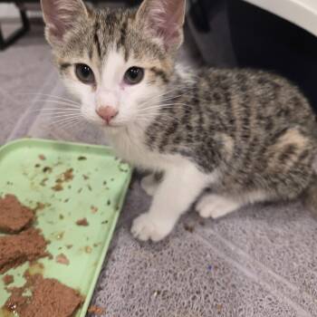 Kringle -  Tabby Cat Available for Adoption in Lawrenceville, Georgia - Kringle | PetCurious