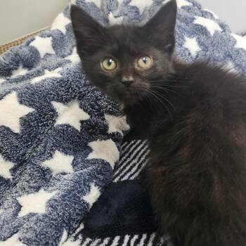 Vanta -  Domestic Short Hair Cat Available for Adoption in Toledo, Ohio - Vanta | PetCurious