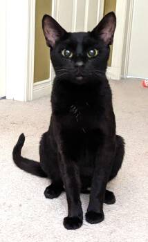Raven -  Domestic Short Hair Cat for Adoption in Hamilton, Ontario - Raven | PetCurious