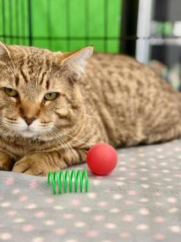 Domestic Short Hair Cats Available for Adoption - Crusty | PetCurious