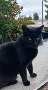 Rescue Domestic Short Hair Cats for Adoption in Santa Rosa, California - BeeCee | PetCurious