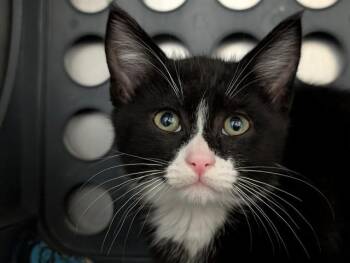A883864 -  Domestic Short Hair Cat for Adoption in Camarillo, California - A883864 | PetCurious