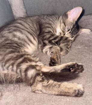 Phoenix -  Domestic Short Hair Cat for Adoption in Darien, Georgia - Phoenix | PetCurious