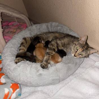Domestic Short Hair Cats Available for Adoption in Grand Junction, Colorado - Mama Camper Kitty | PetCurious