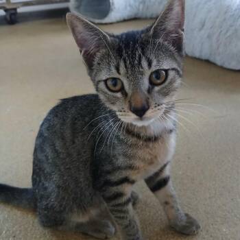 Rascal -  Domestic Short Hair Cat for Adoption in Leander, Texas - Rascal | PetCurious