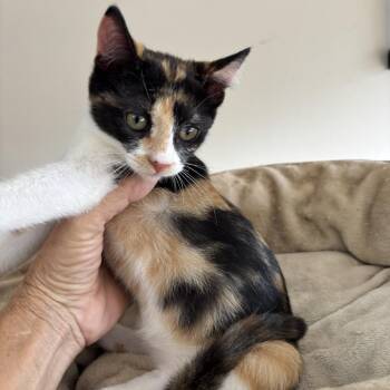 Heidi -  Domestic Short Hair Cat for Adoption in League City, Texas - Heidi | PetCurious