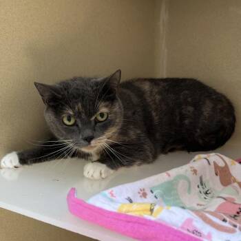 Tabby -  Dilute Tortoiseshell and Dilute Calico Cat for Adoption in Clarksville, Virginia - Tabby | PetCurious