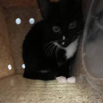 BaoPop -  Domestic Short Hair Cat for Adoption in Philadelphia, Pennsylvania - BaoPop | PetCurious