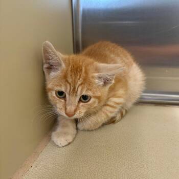 Greenie -  Domestic Short Hair Cat for Adoption in Clavet, Saskatchewan - Greenie | PetCurious