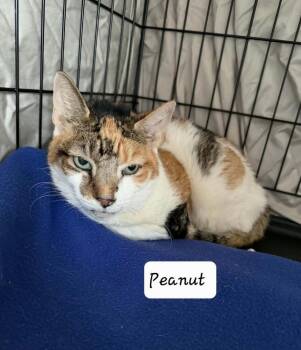 Domestic Short Hair Cats Available for Adoption - Peanut | PetCurious