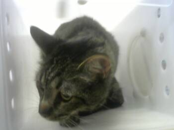 Rescue Domestic Short Hair Cats for Adoption in Albuquerque, New Mexico - POOCHY | PetCurious