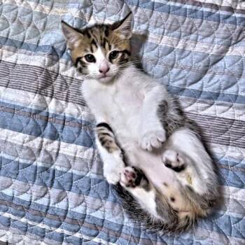Shamus -  Tabby Cat Available for Adoption in Rutherfordton, North Carolina - Shamus | PetCurious