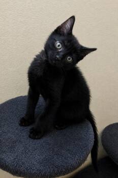 SONNY -  Domestic Short Hair Cat for Adoption in Las Vegas, Nevada - SONNY | PetCurious