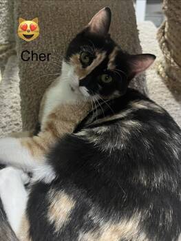 Cher -  Domestic Short Hair Cat for Adoption in Phoenix, Arizona - Cher | PetCurious