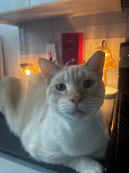 Blue Boy -  Siamese Cat for Adoption in Oakland Park, Florida - Blue Boy | PetCurious