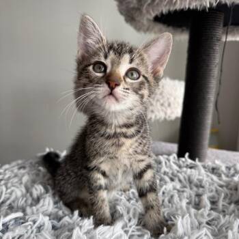 Harp -  Domestic Short Hair Cat for Adoption in Pinellas Park, Florida - Harp | PetCurious