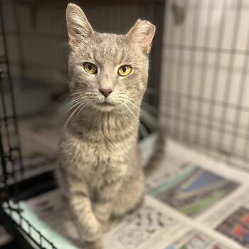 Rescue Domestic Short Hair Cats for Adoption - Earl | PetCurious