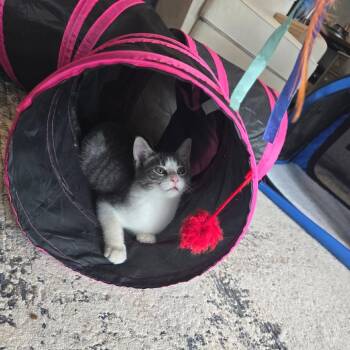 Lefty--In Foster -  Domestic Short Hair Cat for Adoption in Fargo, North Dakota - Lefty--In Foster | PetCurious