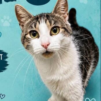 George -  Domestic Short Hair Cat for Adoption in Chapel Hill, North Carolina - George | PetCurious