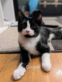 Mason -  Tuxedo and Domestic Short Hair Cat for Adoption in Billerica, Massachusetts - Mason | PetCurious