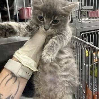 Wheezy -  Domestic Medium Hair Cat for Adoption - Wheezy | PetCurious